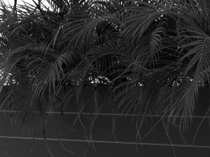 Plants collection 462 3D 模型