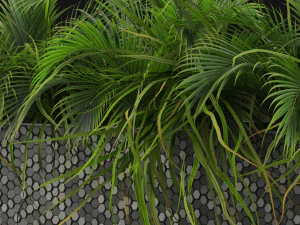 Plants collection 463 3D Model
