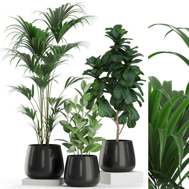 Plants collection 464 3D Model .c4d .max .obj .3ds .fbx .stl .blend