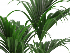Plants collection 464 3D Model
