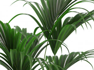 Plants collection 464 3D Model