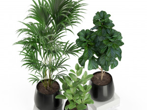 Plants collection 464 3D Model