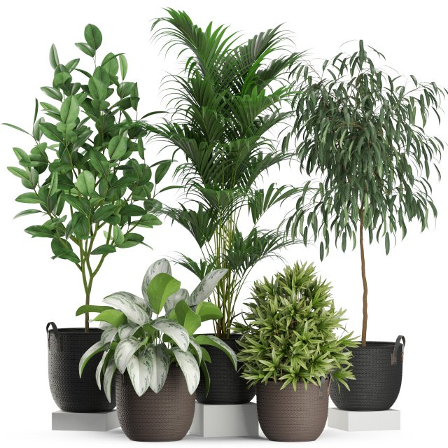 Plants collection 465 3D Model .c4d .max .obj .3ds .fbx .stl .blend 
