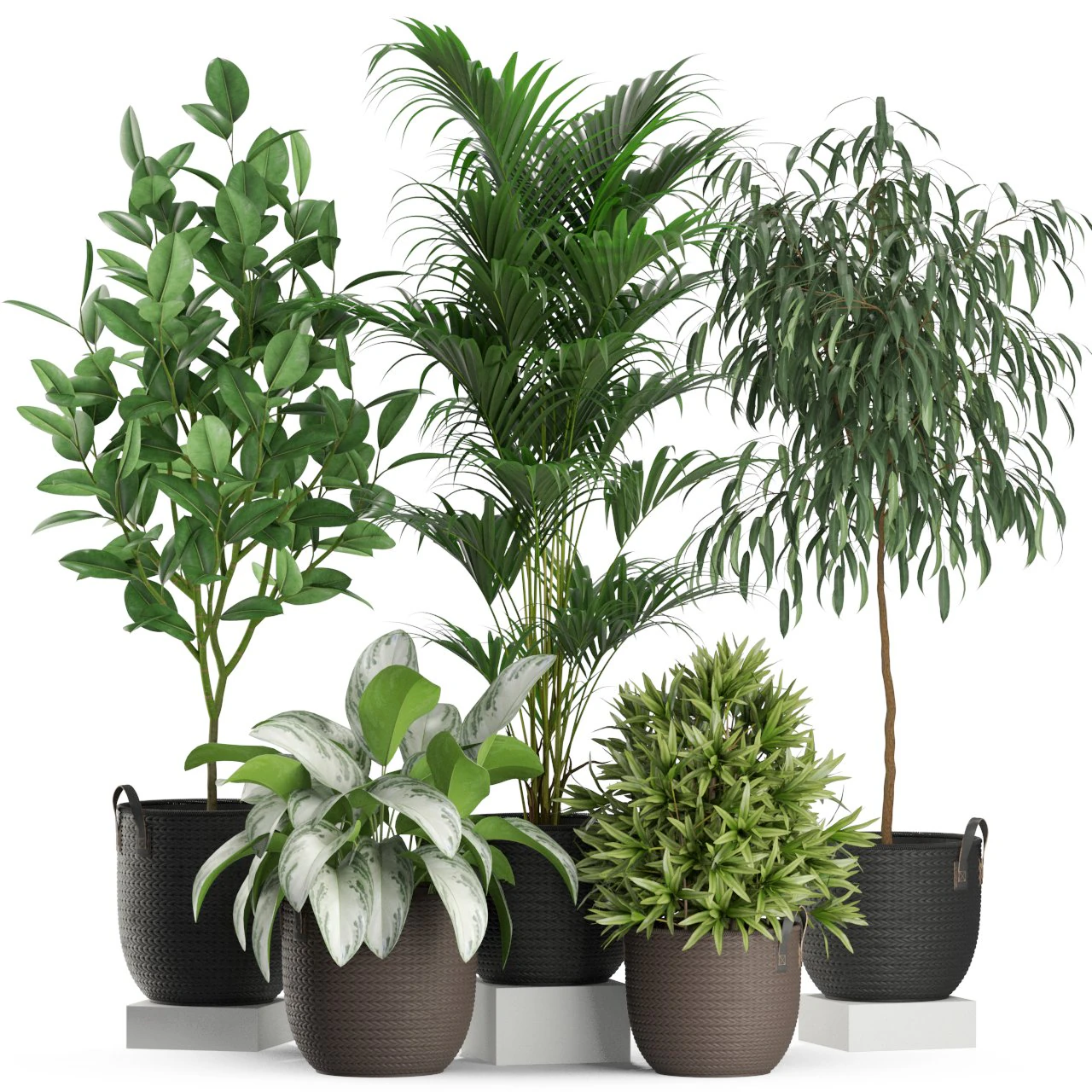 Plants collection 465 3D Model .c4d .max .obj .3ds .fbx .stl .blend 
