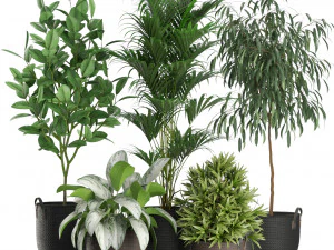 Colecci&oacute;n de plantas 465 Modelo 3D