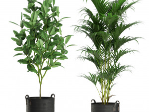 Plants collection 465 3D Model