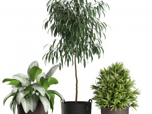 Plants collection 465 3D Model