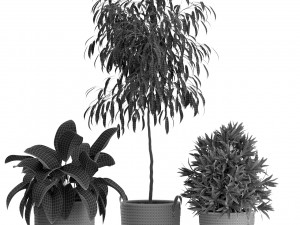 Plants collection 465 3D Model