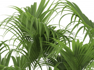 Plants collection 466 3D Model