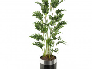 Plants collection 469 3D Model