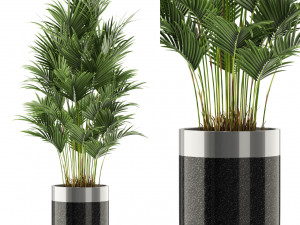 Plants collection 470 3D Model