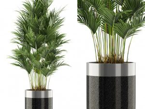 Plants collection 470 3D Model