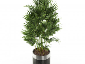 Plants collection 470 Modèle 3D