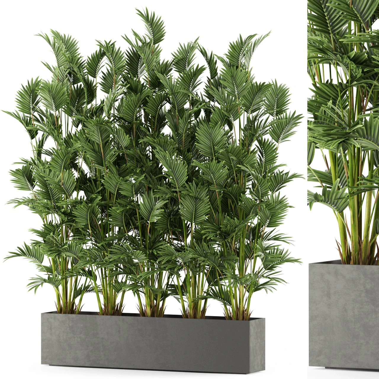 Plants collection 472 3D Model .c4d .max .obj .3ds .fbx .stl .blend 