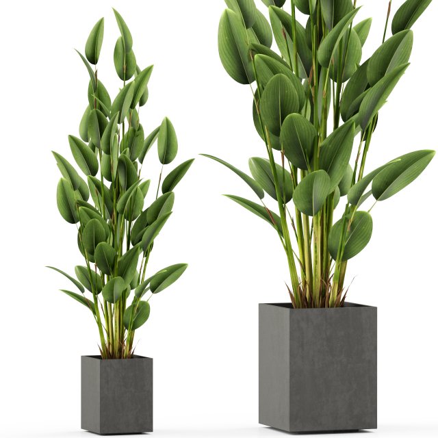 Plants collection 473 3D Model .c4d .max .obj .3ds .fbx .stl .blend 