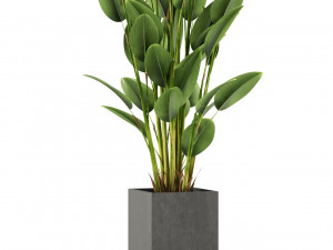 Plants collection 473 3D Model