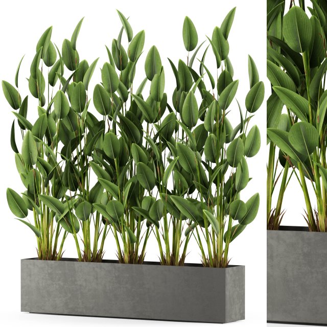 Plants collection 474 Model 3D .c4d .max .obj .3ds .fbx .stl .blend 