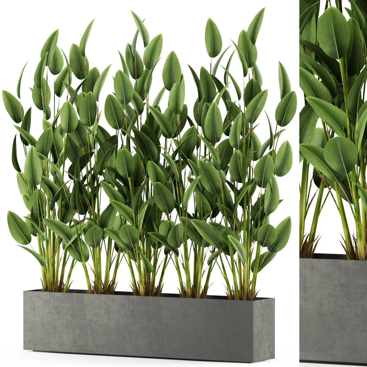 Plants collection 474 3D Model .c4d .max .obj .3ds .fbx .stl .blend 
