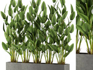 Коллекция растений 474 3D Модель