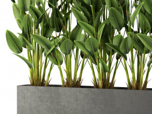 Plants collection 474 Model 3D