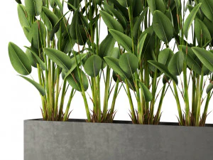 Plants collection 474 3D Model