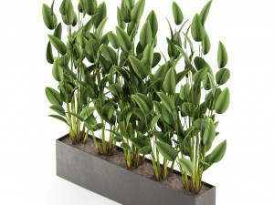 Plants collection 474 Model 3D