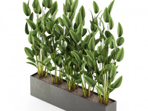 Plants collection 474 3D Model