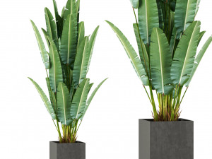 Plants collection 475 3D मॉडल