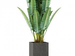 Plants collection 475 3D Model
