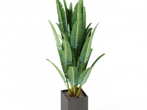 Plants collection 475 3D-Modell