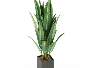 Plants collection 475 3D Model
