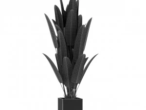 Plants collection 475 3D Model