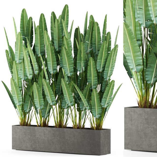 Plants collection 476 3D 模型 .c4d .max .obj .3ds .fbx .stl .blend 