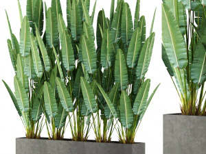 Коллекция растений 476 3D Модель