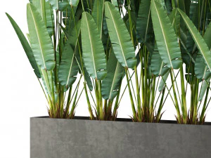 Plants collection 476 3D Model