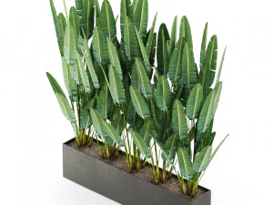 Plants collection 476 3D Model