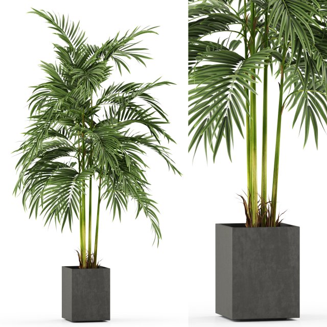 Plants collection 477 3D Model .c4d .max .obj .3ds .fbx .stl .blend 