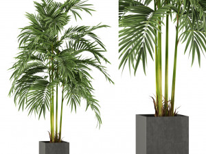 Plants collection 477 3D मॉडल