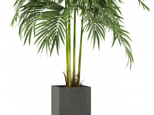 Plants collection 477 3D Model