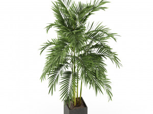 Plants collection 477 3D Model