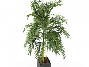 Plants collection 477 3D Model