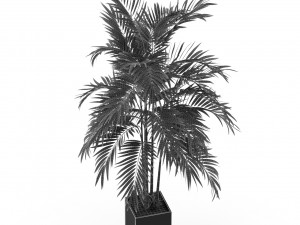 Plants collection 477 3D Model