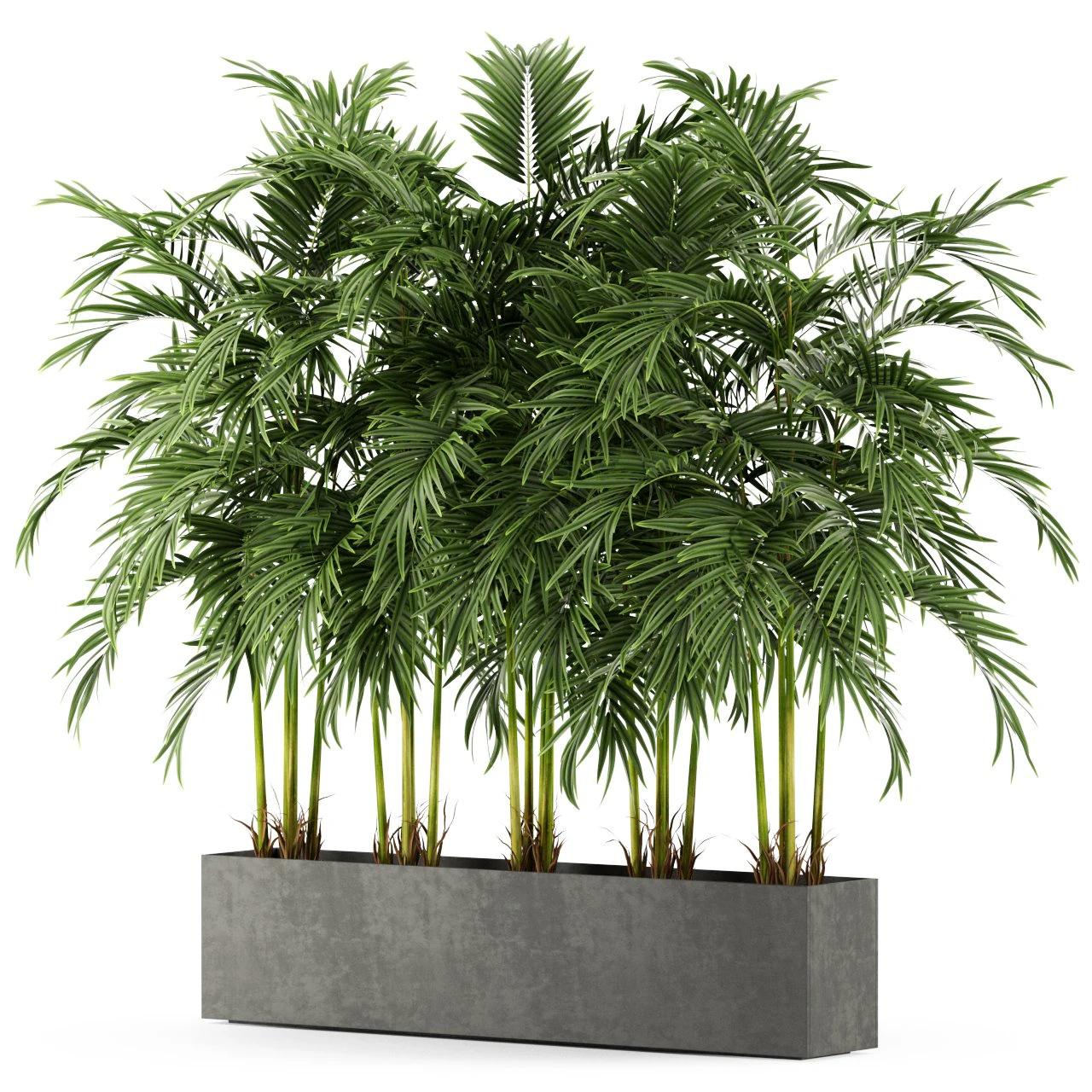 Plants collection 478 3D Model .c4d .max .obj .3ds .fbx .stl .blend