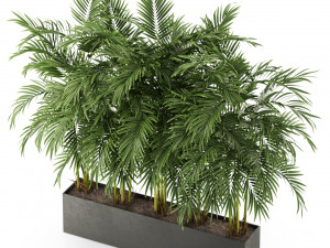 Plants collection 478 3D Model
