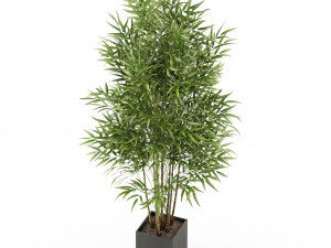 Plants collection 479 3D 모델