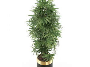 Plants collection 485 Model 3D