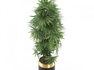 Plants collection 485 3D Model
