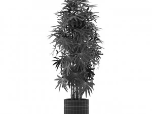 Plants collection 485 3D Model