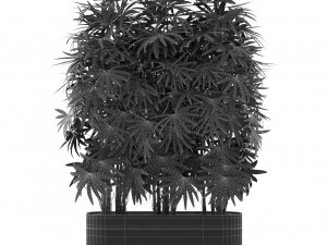 Plants collection 486 Modèle 3D