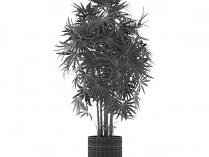 Plants collection 487 3D Model